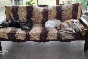 16 de julio san bernardo guanaco