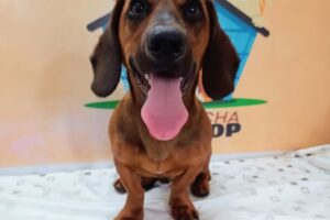 A la cucha peluquería canina