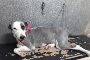 A la cucha Tienda de Mascotas Tres Arroyos