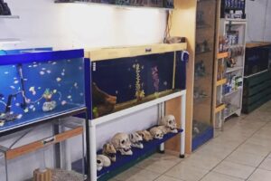 Acuario Aguas dulces