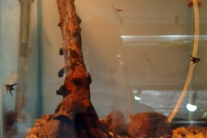 Acuario Cabure Tienda De Mascotas