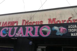 Acuario Discus Morón