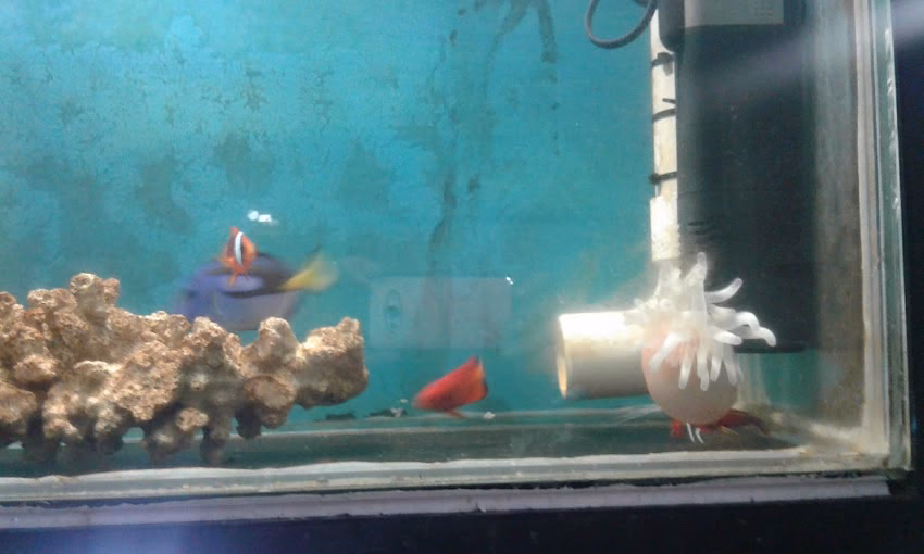 Acuario Escondido