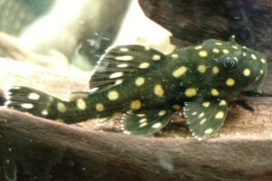 Acuario Forrajeria Plaza Mascota