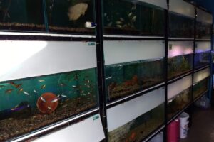 Acuario Y Pet Shop Tropico