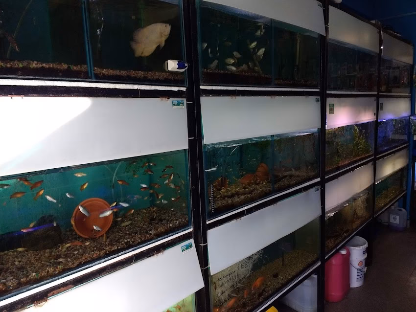 Acuario Y Pet Shop Tropico