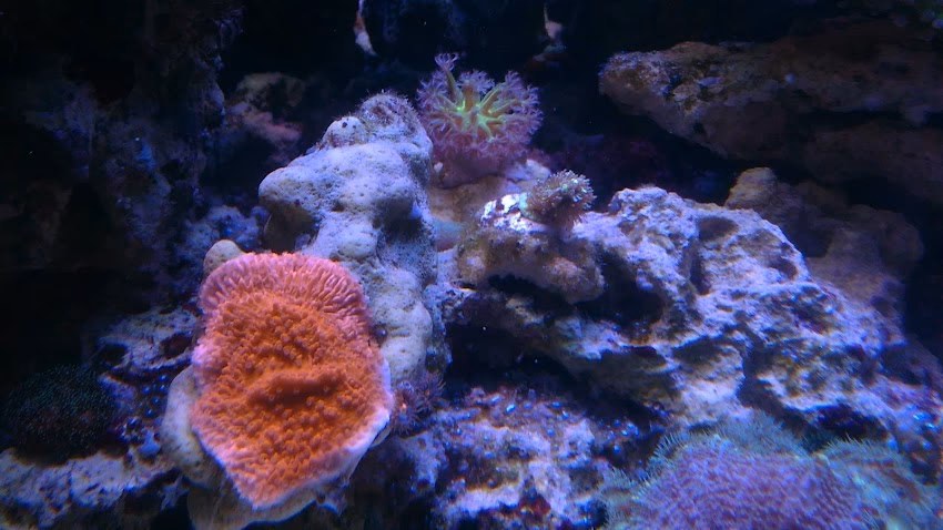 Acuario y Veterinaria Barbus