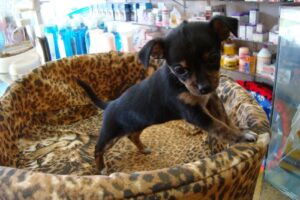 Adolfo Agroveterinaria