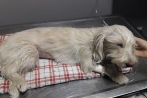 Agroveterinaria Milan Sa