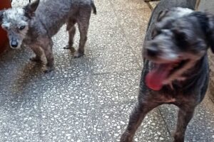 Al Toque Perro Pet shop