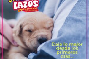 Alaminos Nutrición Animal