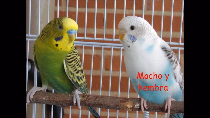 Alas del oeste pet shop