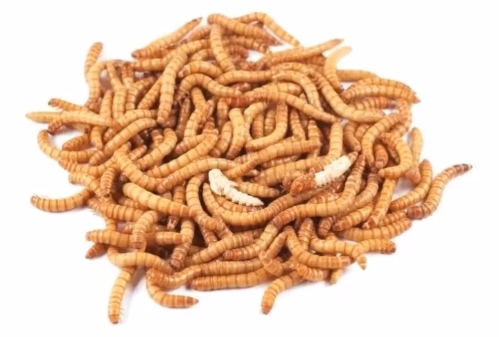 Alimento Vivo Daniel