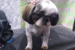 Alimentos balanceados y Peluquería canina Mascota Co