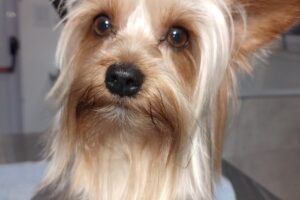 Alimentos Norte Peluquería accesoriosServicios de Oftalmología veterinaria de 19 a 21 hs y farmacia veterinaria