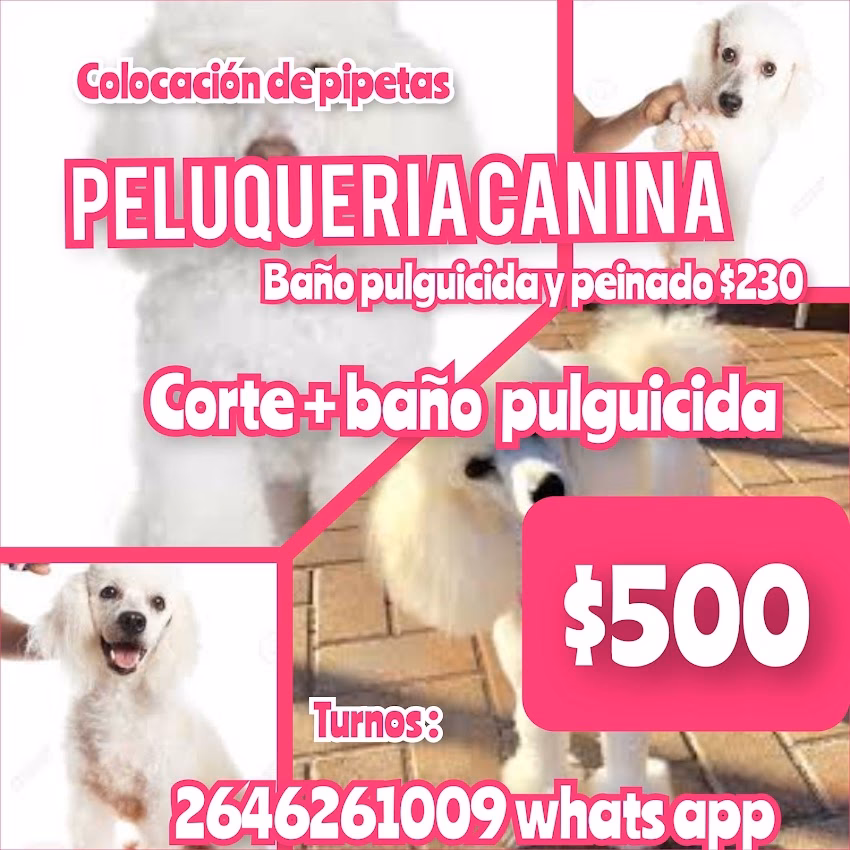 Alimentos para mascotas chokos