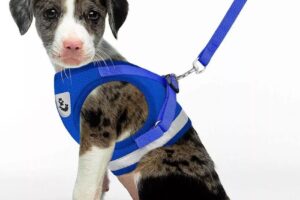 Alsina Petshop Late Night