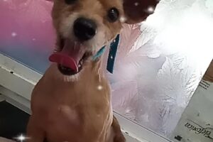 Amores de Cuatro Patas