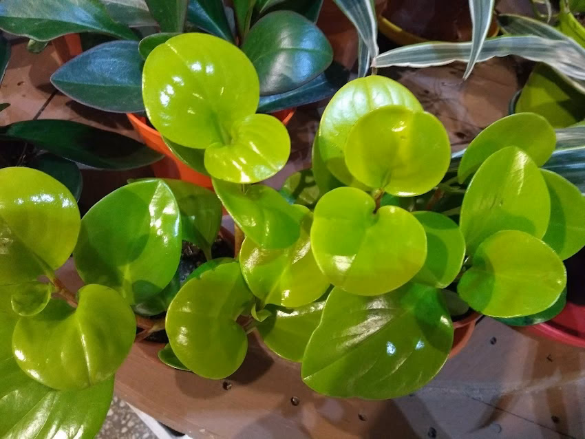 Animal Plant Pet Shop