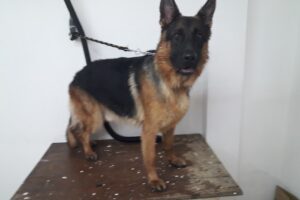 Animal Secrets Pet Shop