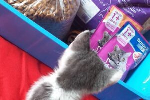 AnimalCor Sucursal 2