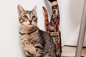 Animalia Clínica Veterinaria