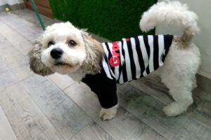 Animalia Spa para Mascotas