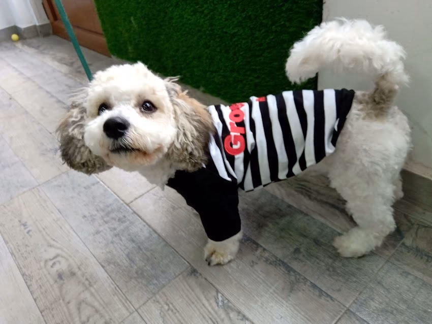 Animalia Spa para Mascotas