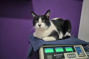 Animalia Veterinaria