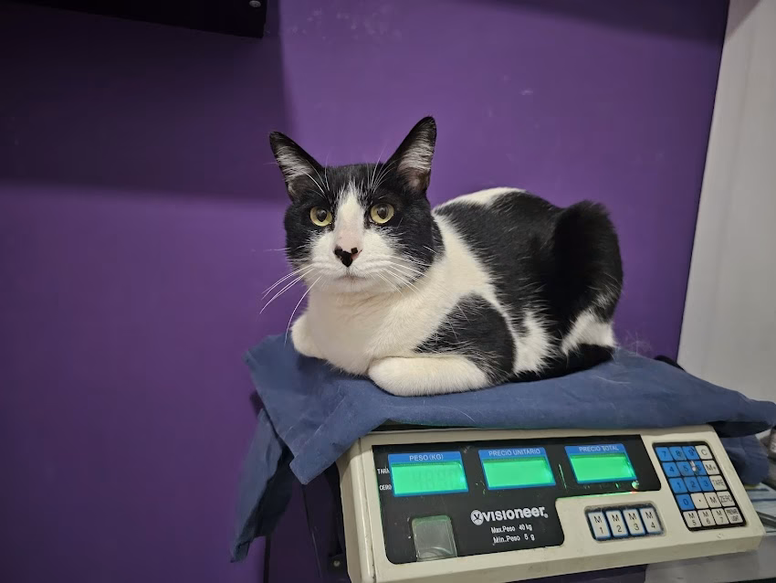 Animalia Veterinaria