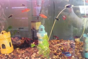 Aquarium Peces Peceras Accesorios