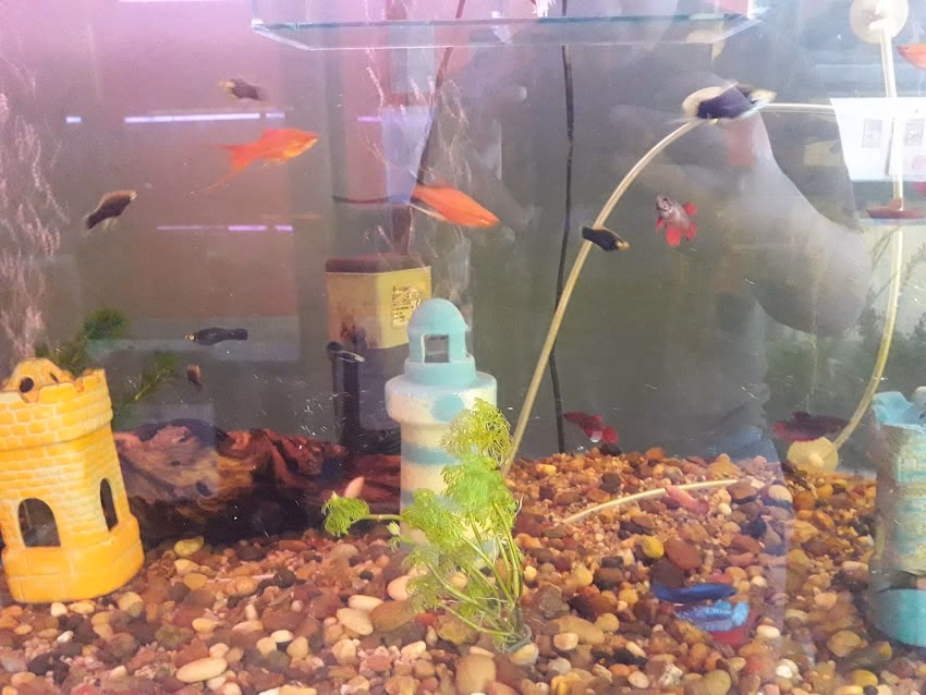 Aquarium Peces Peceras Accesorios