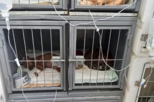 Araucan Clínica Veterinaria