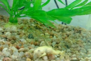 Atlantis Acuario Pet Shop