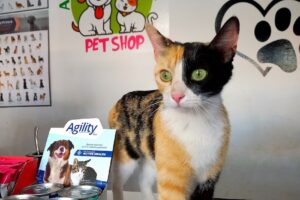 Aventura Animal Pet Shop