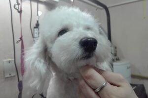 Avhera Peluquería Canina Pet Shop