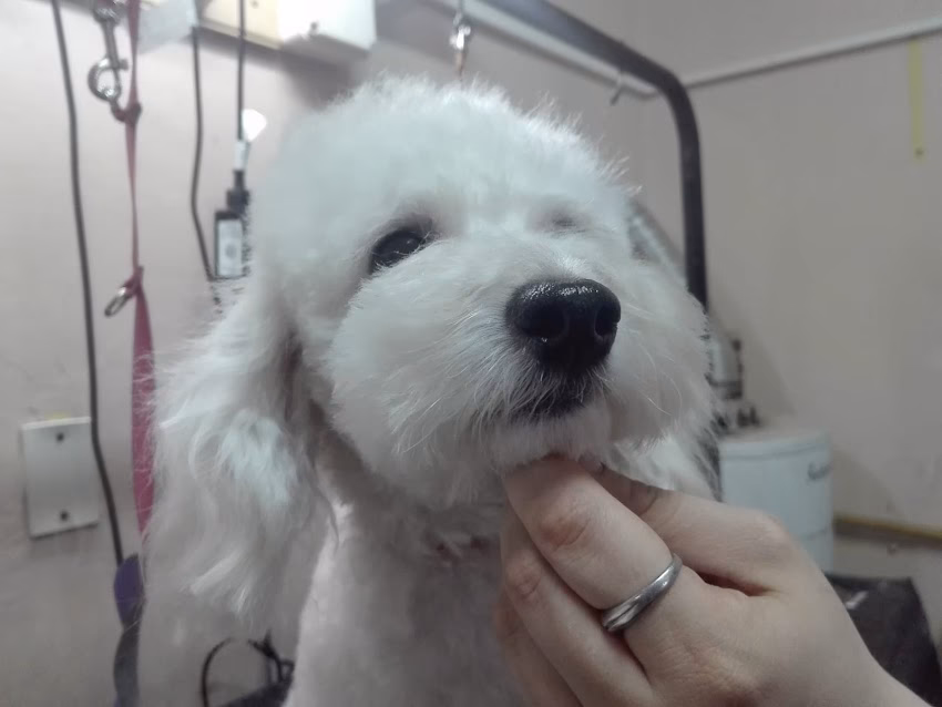 Avhera Peluquería Canina Pet Shop