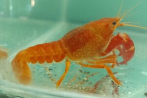 Axolotl Acuario Y Pet Shop