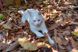 Azul Tierra Pet Shop