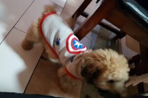 Bacán Tienda de Mascotas