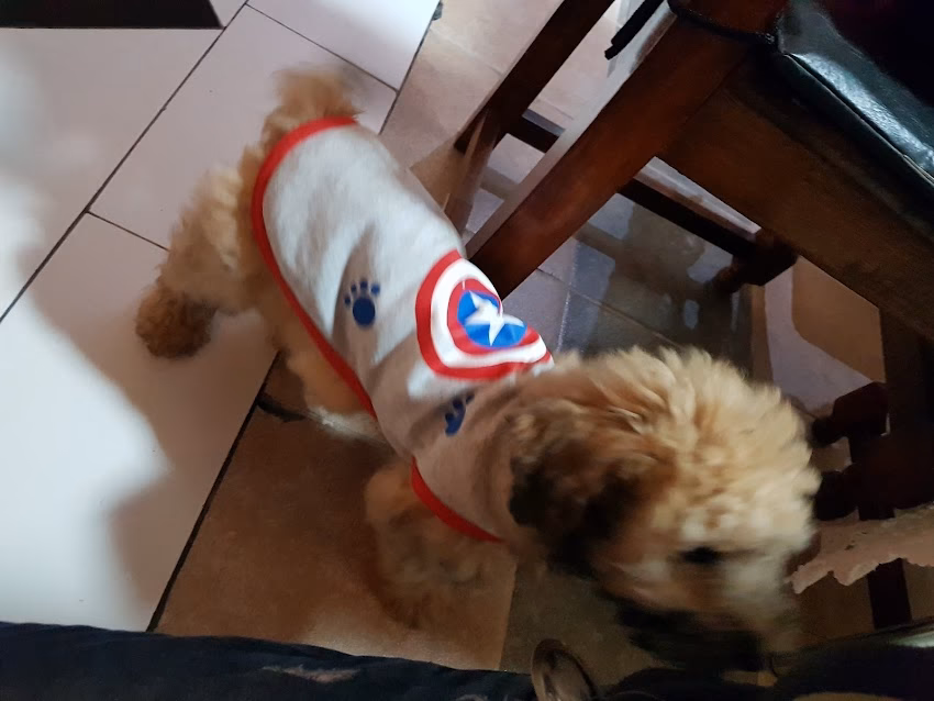 Bacán Tienda de Mascotas