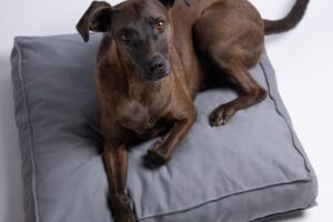 Bambi Pet Shop Mendoza