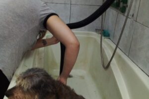 Barberia canina MinnieMia pet shops