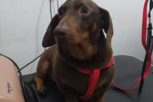 Basta Lola pet shop y peluquería canina