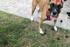 Batatú Snacks Saludables