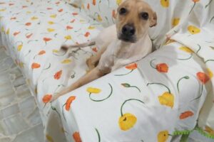 Beethoven Veterinaria Y Pet Shop