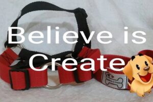 Believe is Create accesorios para mascotas