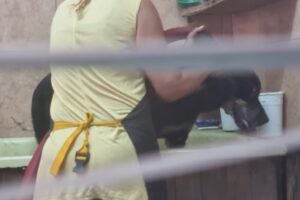 Bichis peluquería canina