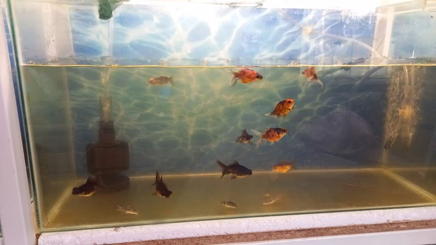 Bichos Pet Pet Shop Y Acuario
