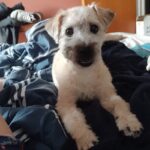 Boutique de Las Mascotas